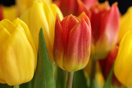 Plakát Napište své tulipánové přání 