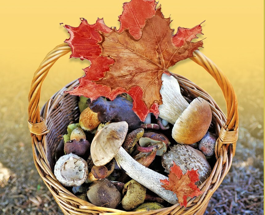 Plakát Povídání o houbách a houbaření 