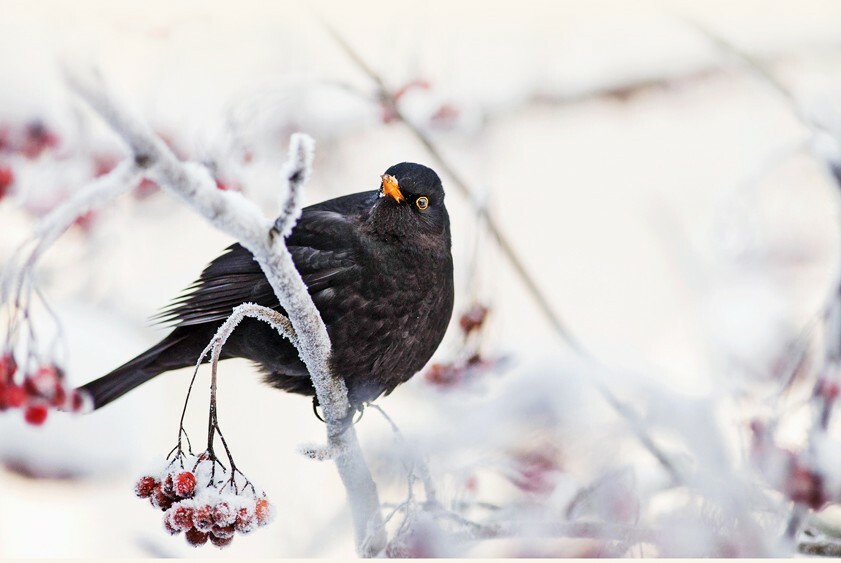 Plakát Novoroční posezení