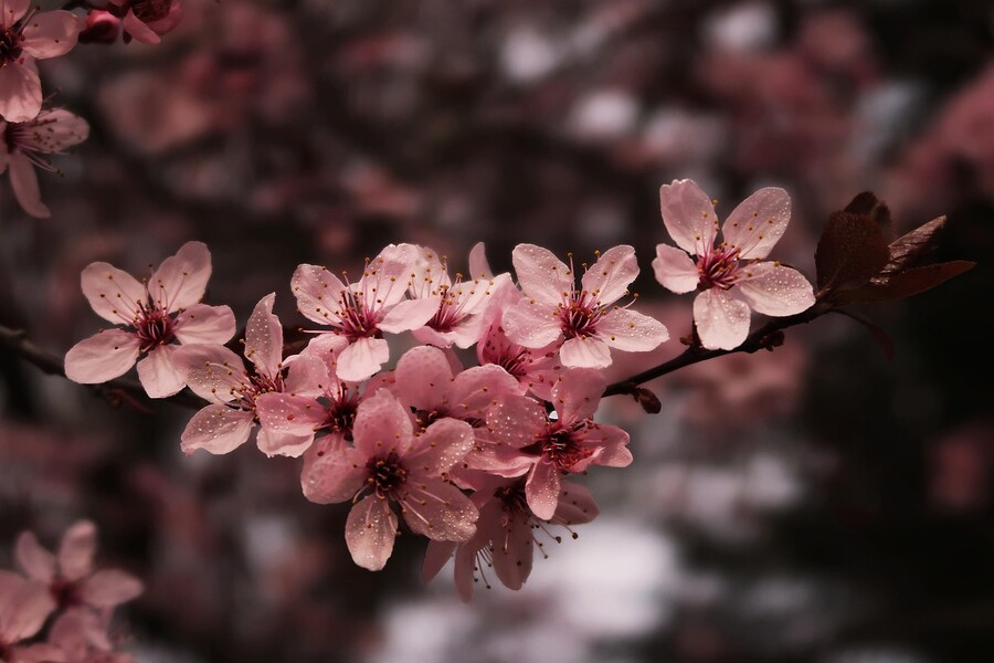 Plakát Květiny z papíru - výroba sakury