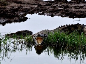 Uganda krokodýl