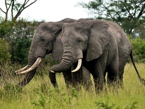 Uganda sloni