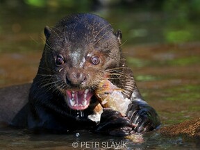 Ve stopě predátora, foto Petr Slavík