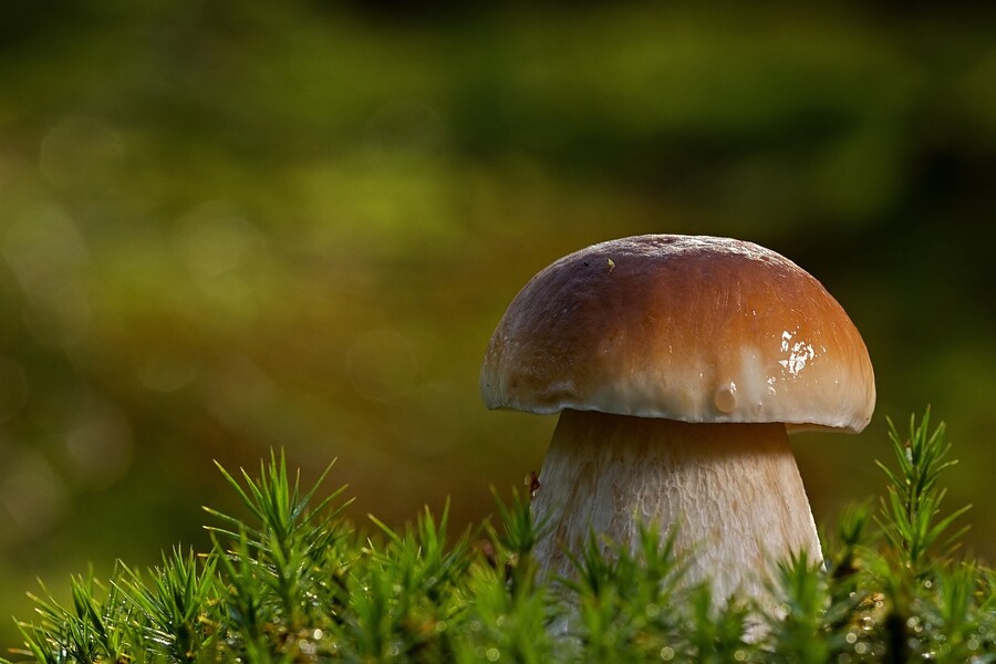 Plakát Houby jedlé, nejedlé i jedovaté